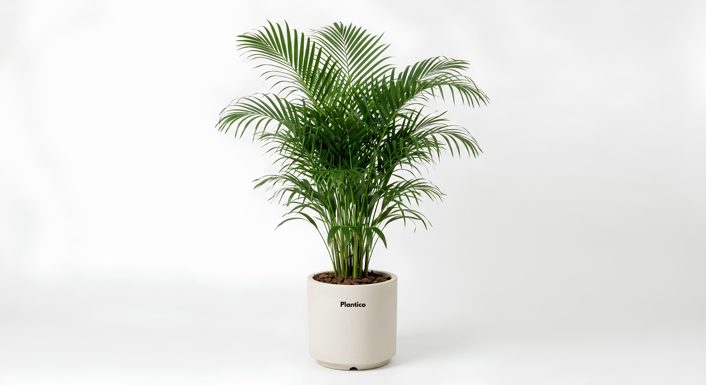 Outdoor Plants