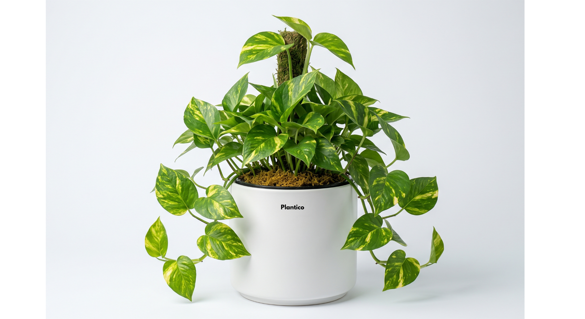 Gift Plants