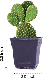 2 Inch Flower Pots