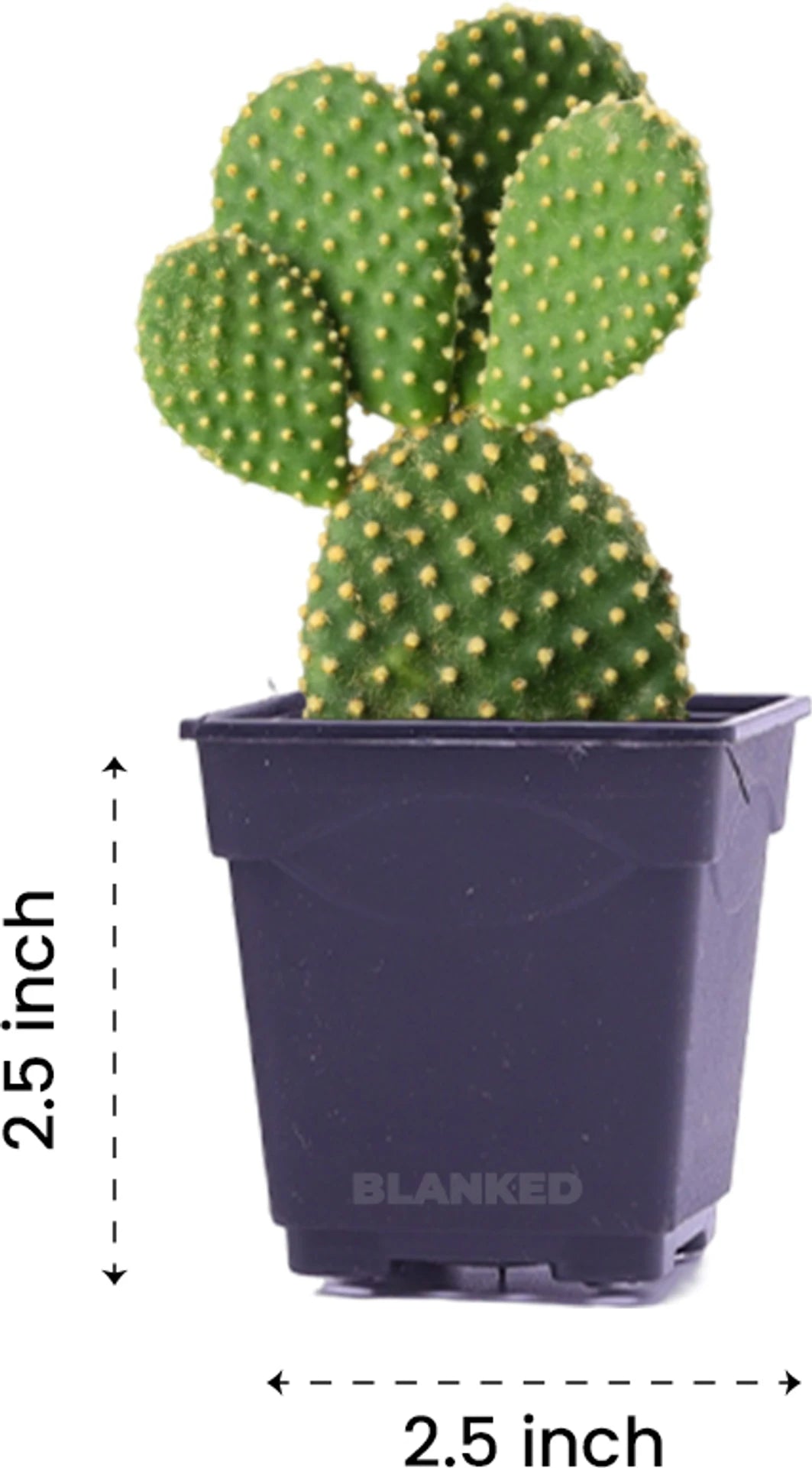 2 Inch Flower Pots
