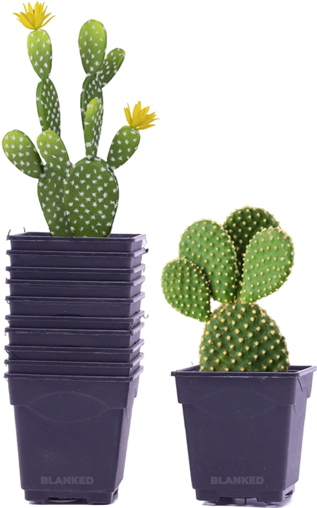 2 Inch Flower Pots