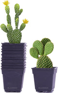 2 Inch Flower Pots