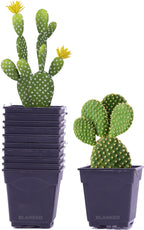 2 Inch Flower Pots