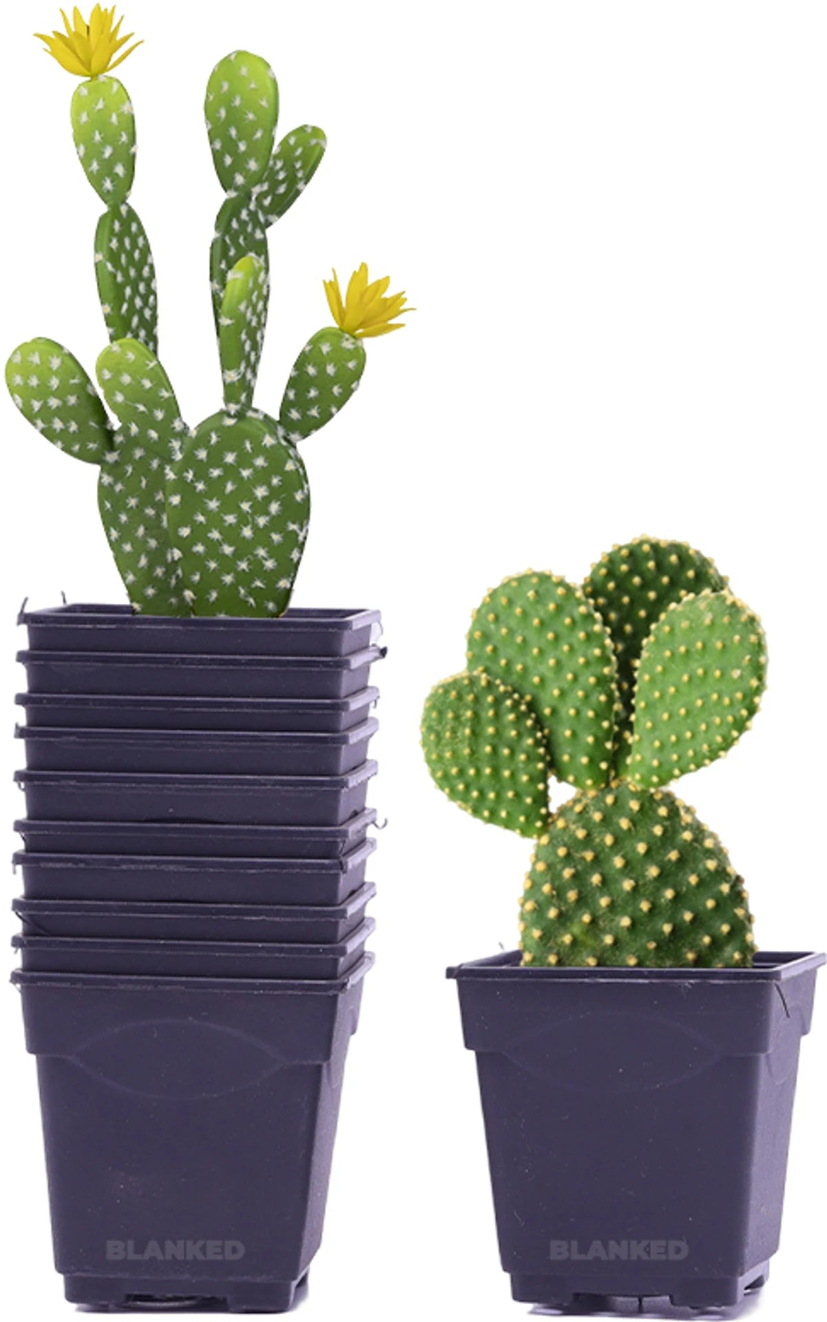 2 Inch Flower Pots