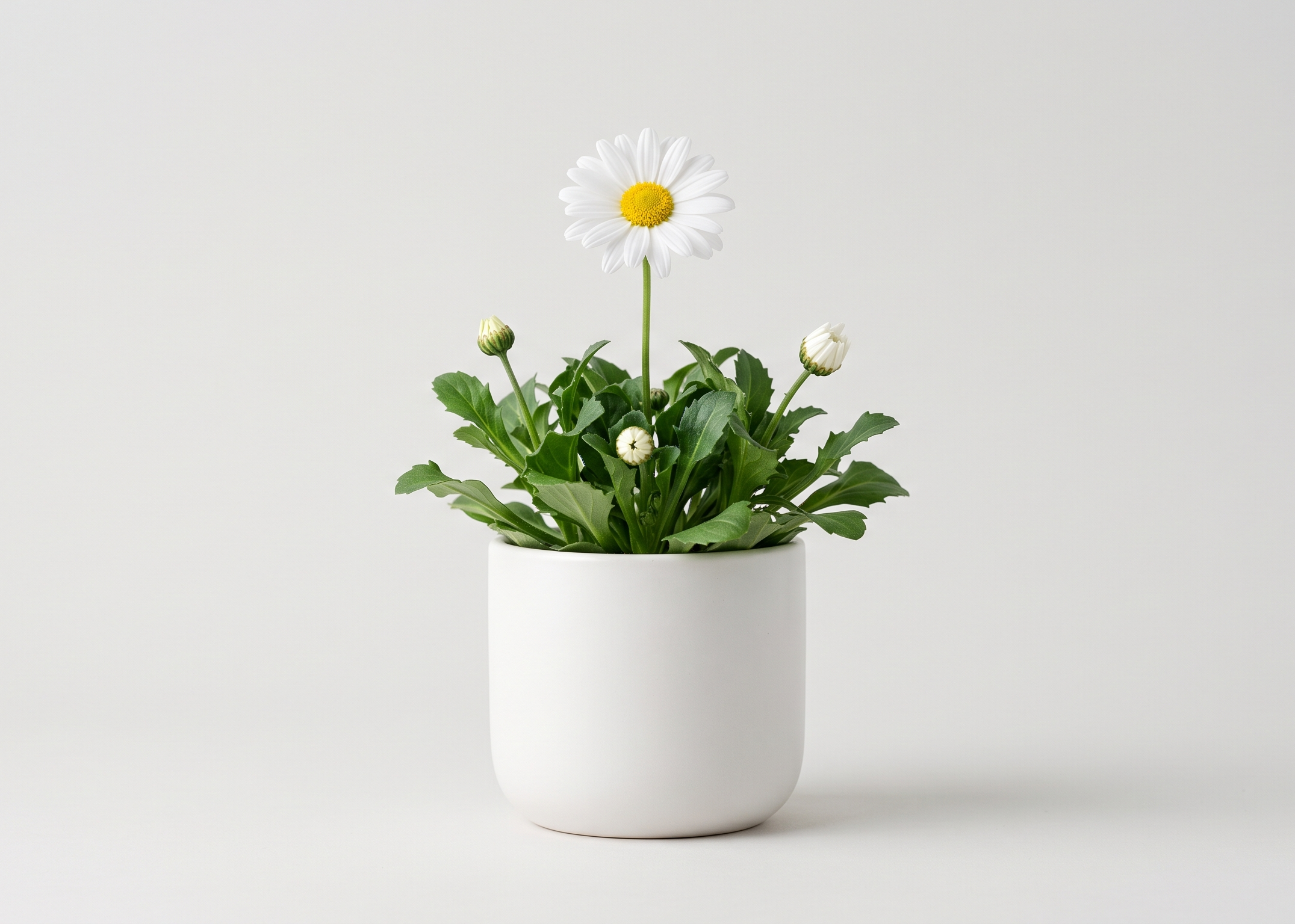 Lily Plant