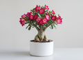 Desert Rose Adenium Plant Sapling