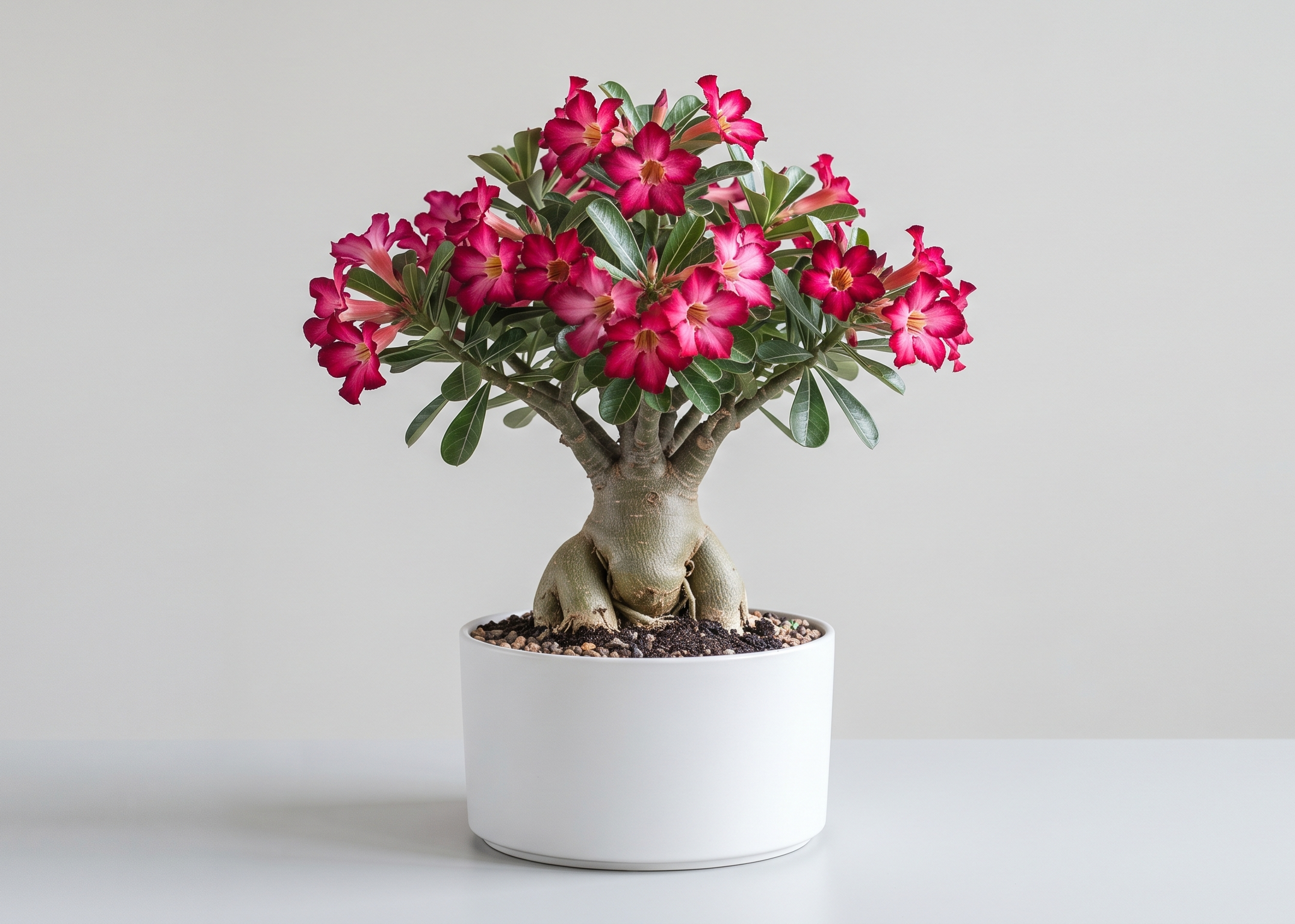 Desert Rose Adenium Plant Sapling