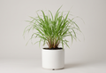 Lemon Grass Plant