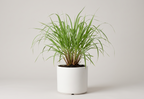 Lemon Grass Plant