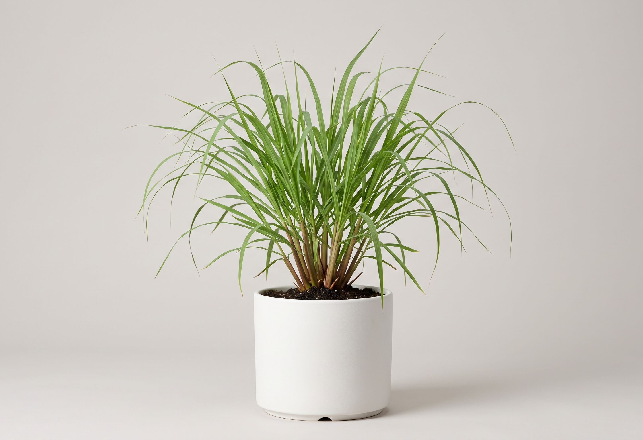Lemon Grass Plant