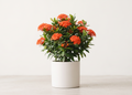 Ixora Plant