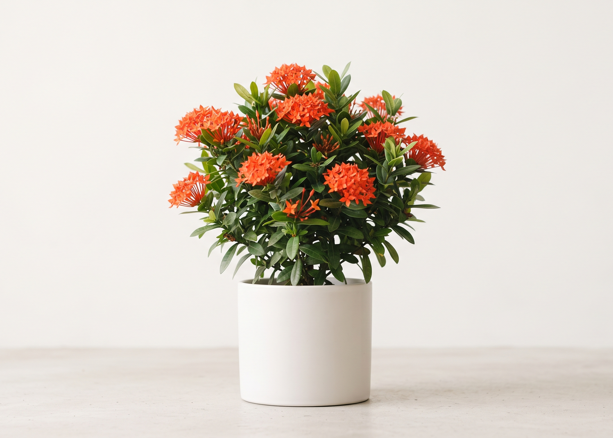 Ixora Plant