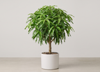 Mango Tree