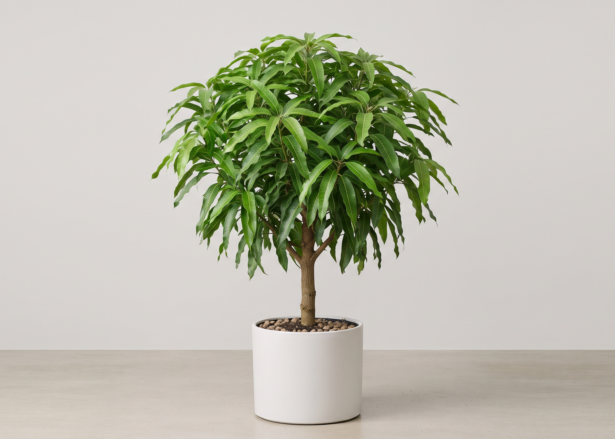 Mango Tree