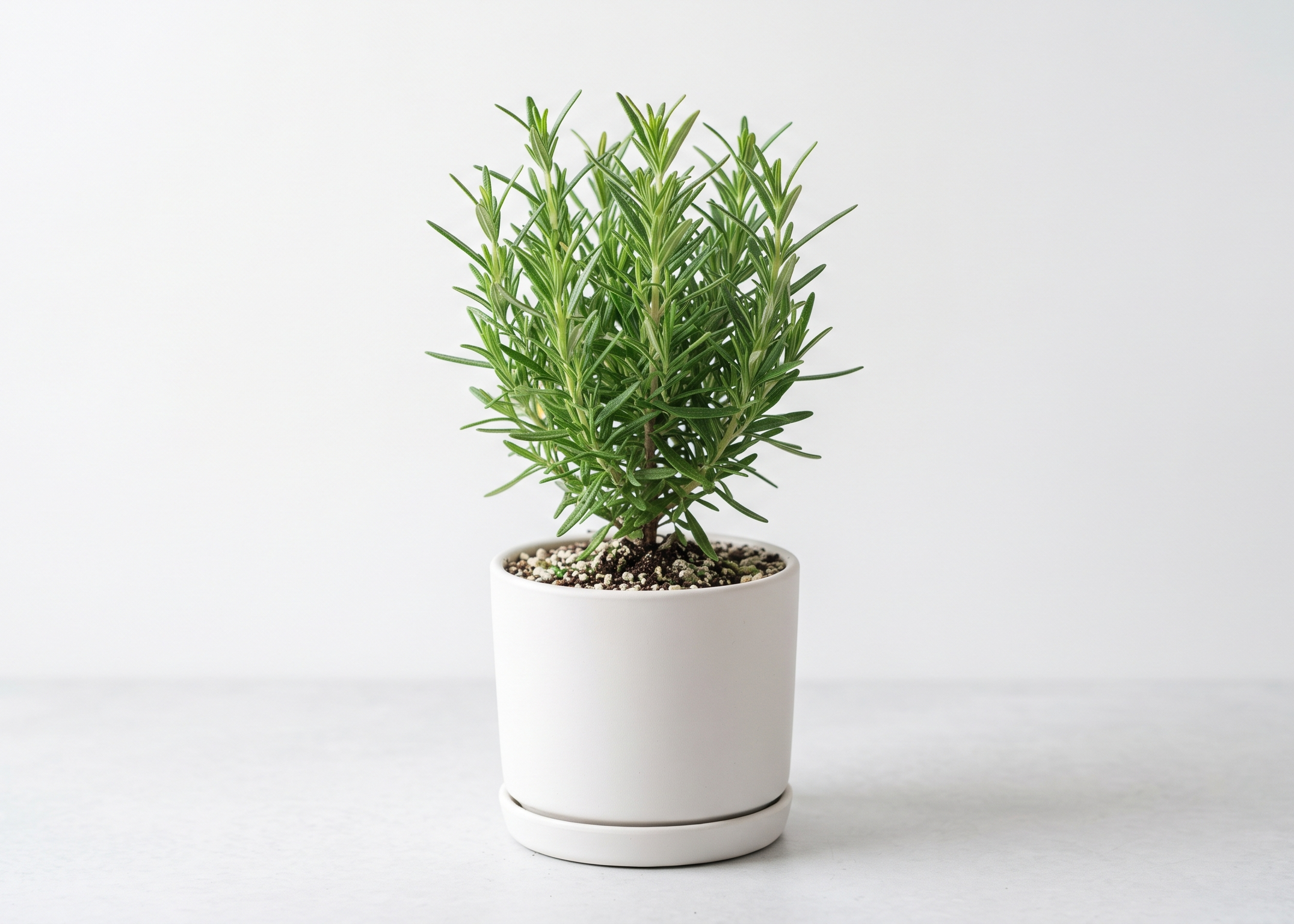 Rosemary Plant Sapling