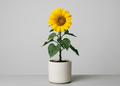 Sunflower [medium] plant
