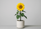 Sunflower [medium] plant