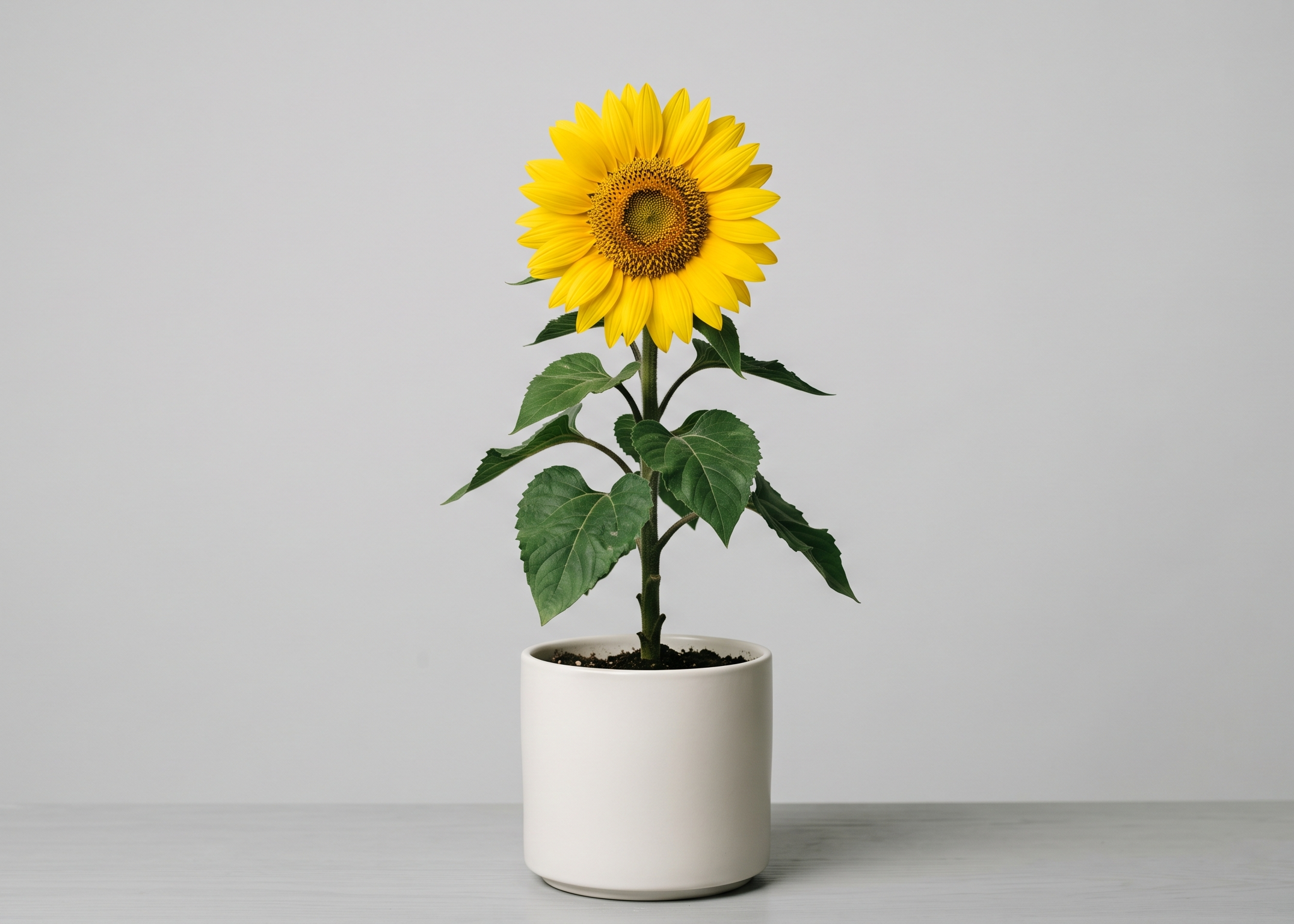 Sunflower [medium] plant