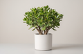 Jade plant