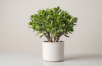 Jade plant