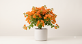 Bougainvillea (White) - Plant