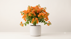Bougainvillea (White) - Plant