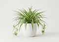 Chlorophytum Spider Plant