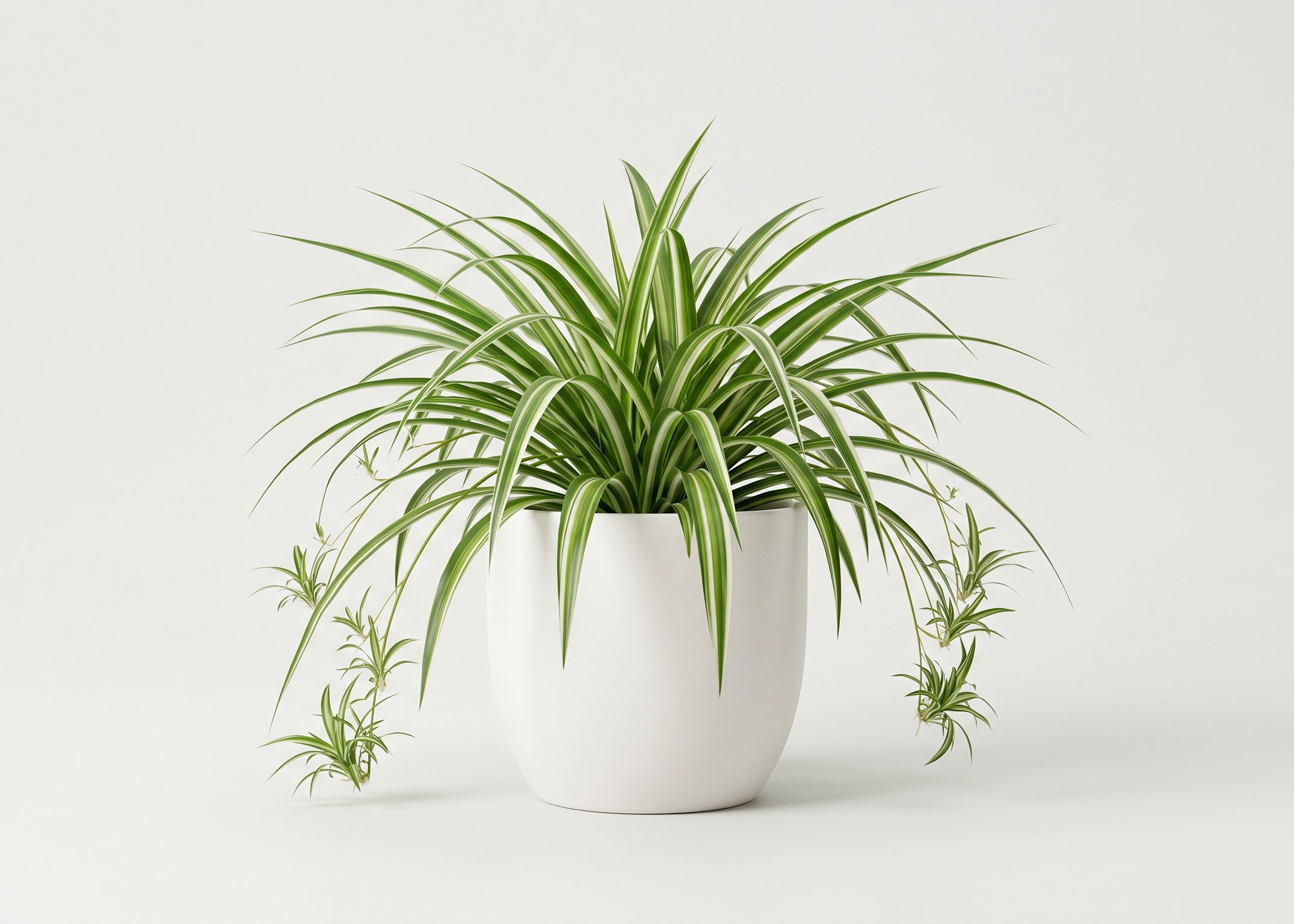 Chlorophytum Spider Plant