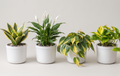 Monsoon Combo of 4 Indoor Plants for Home Decor