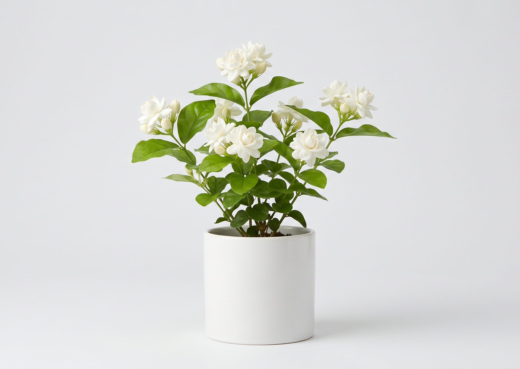 Jasminum sambac