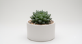 Laxmi Kamal Haworthia Succulent Plant