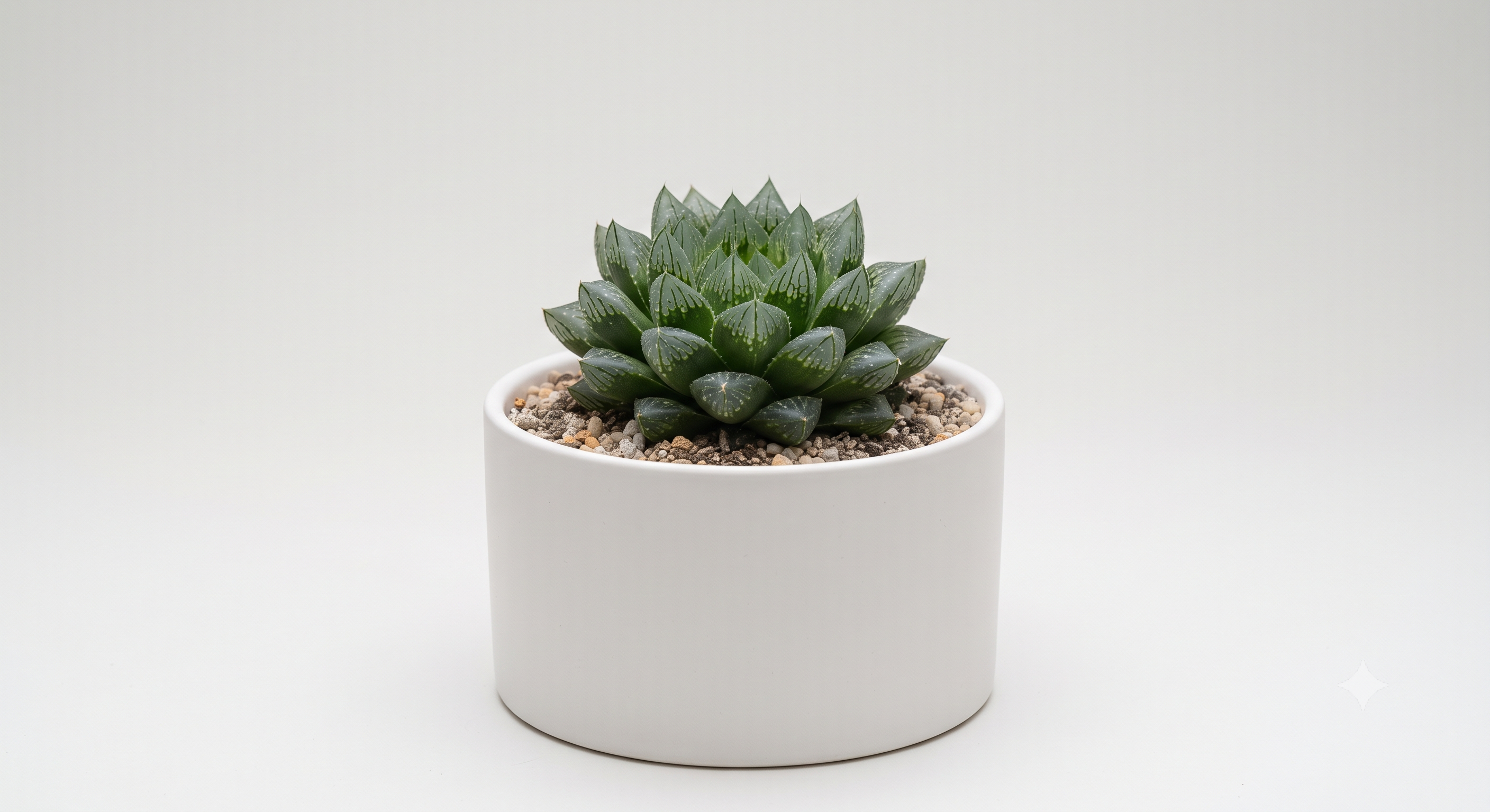 Laxmi Kamal Haworthia Succulent Plant