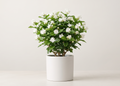 Jasmine flower Plant