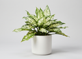 Aglaonema Snow White Plant