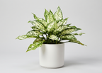 Aglaonema Snow White Plant