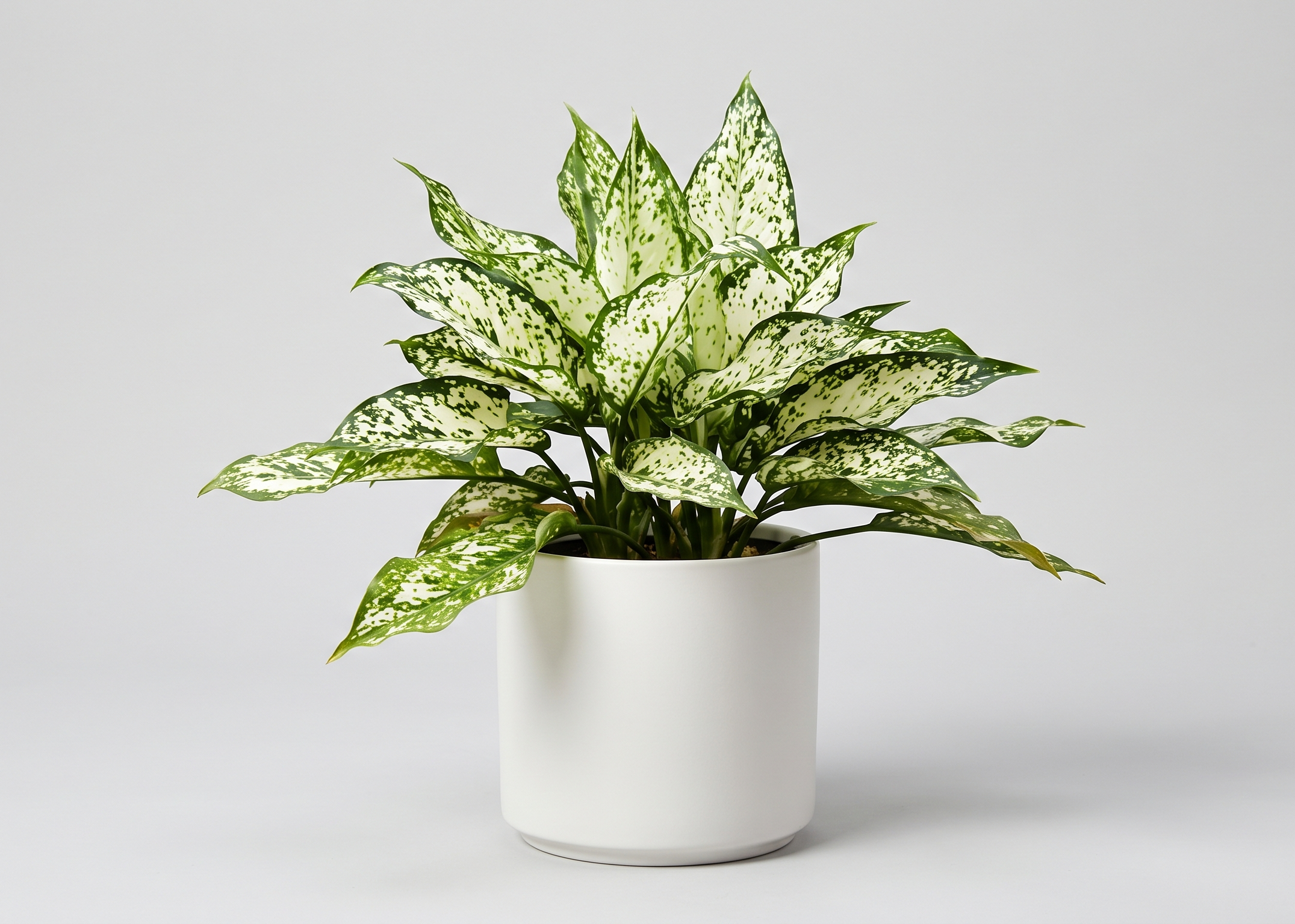 Aglaonema Snow White Plant