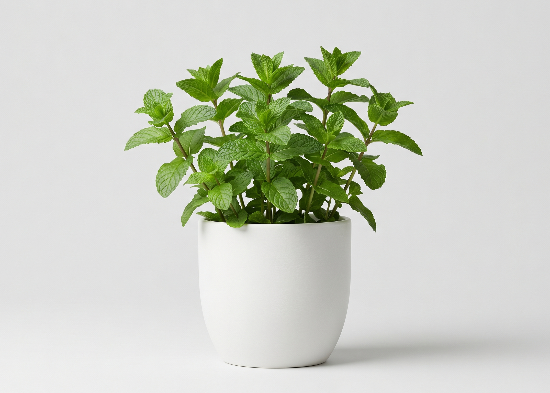 Common Mint Plant, Pudina - Plant