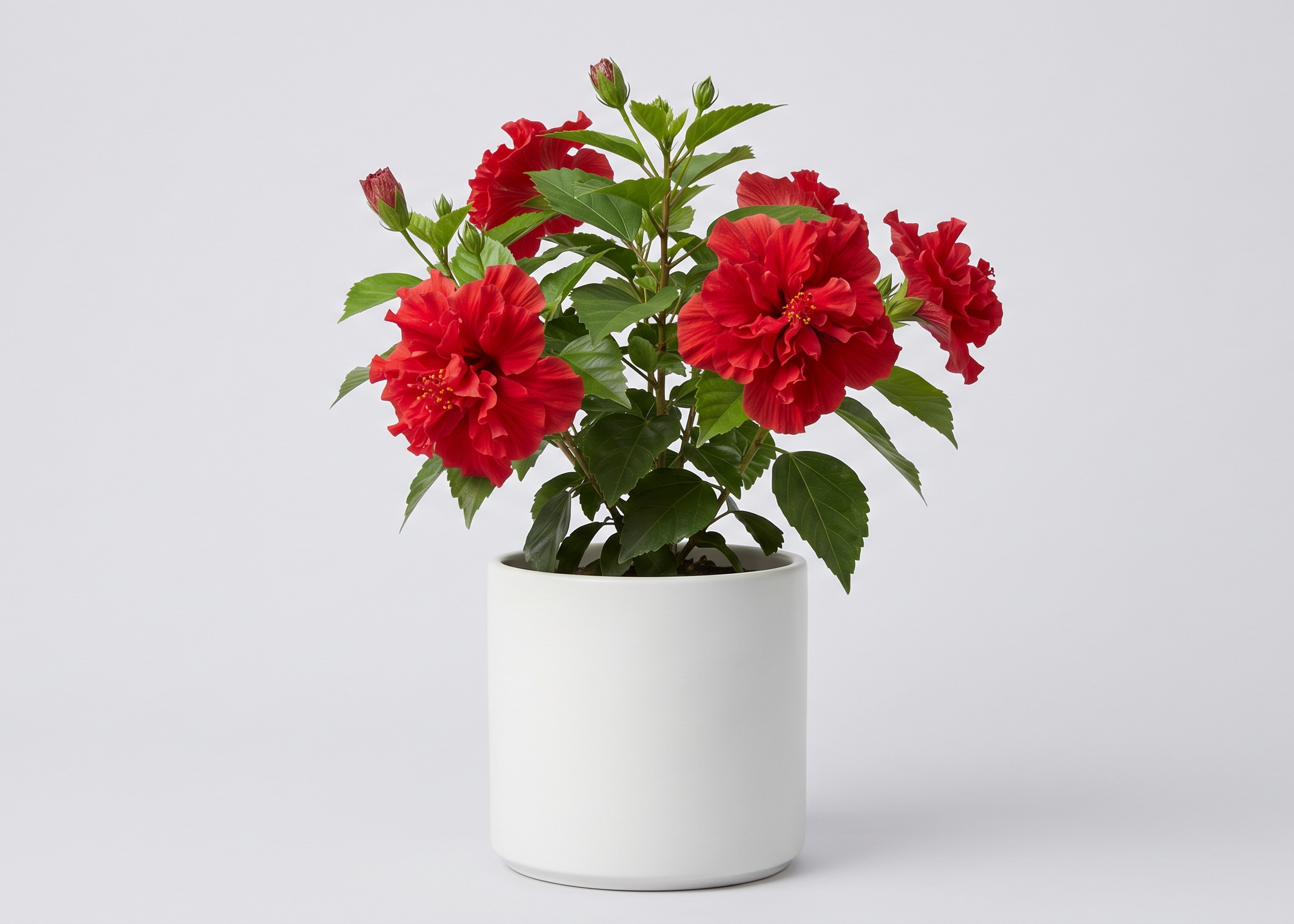 Hibiscus, Gudhal Flower (Red Double) - Plant