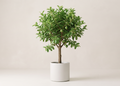 Guava Tree
