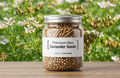Coriander Seeds (100 seeds)