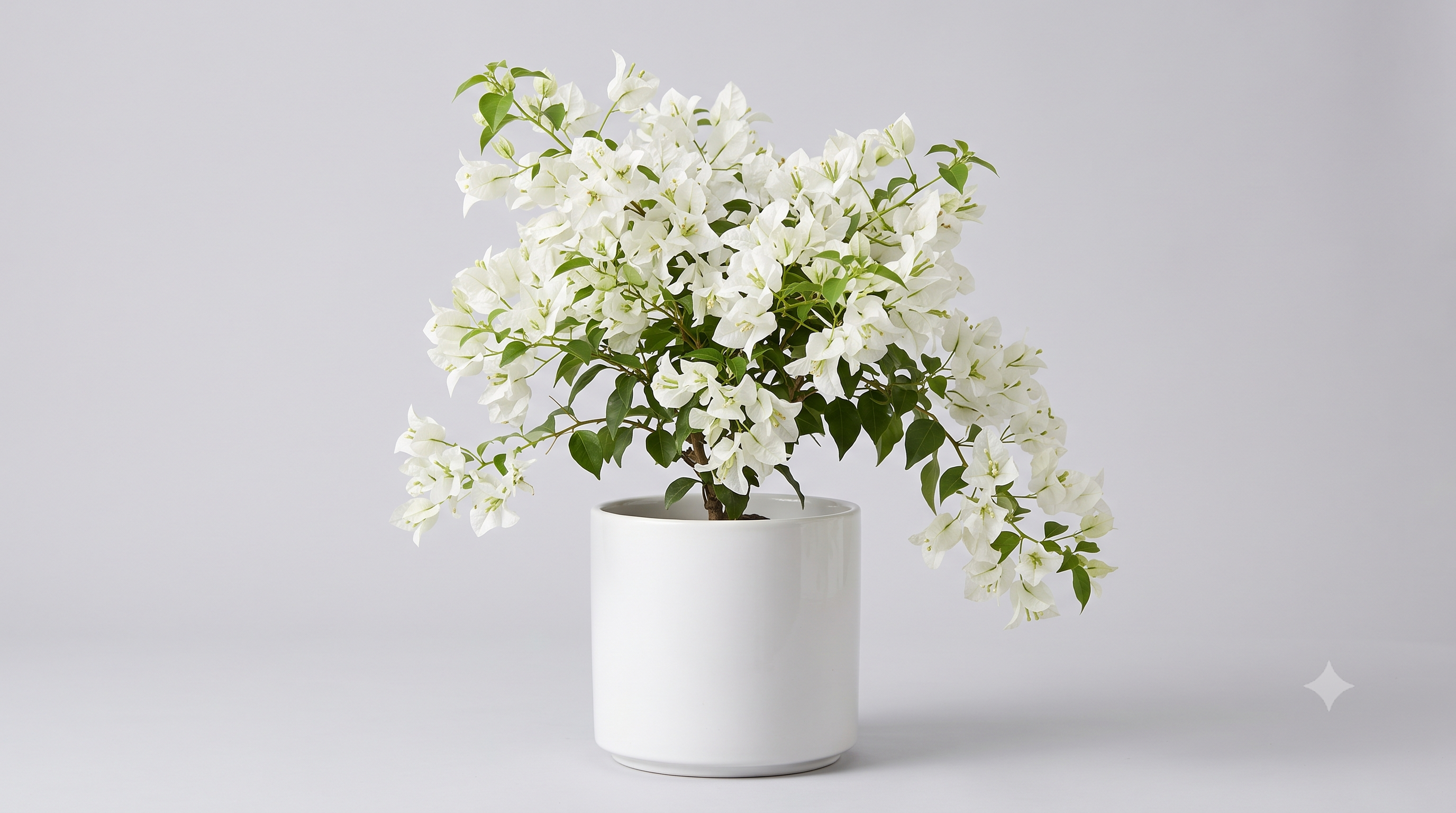 Bougainvillea (White) - Plant