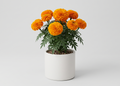 African Marigold (Orange) - Plant