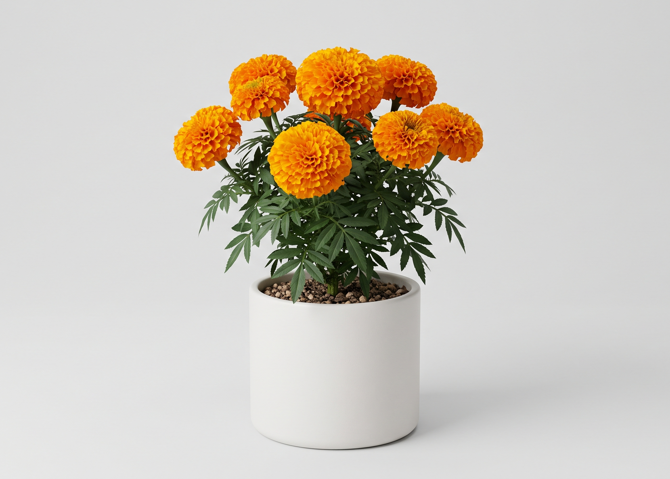 African Marigold (Orange) - Plant