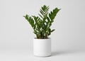 ZZ Plant - XL