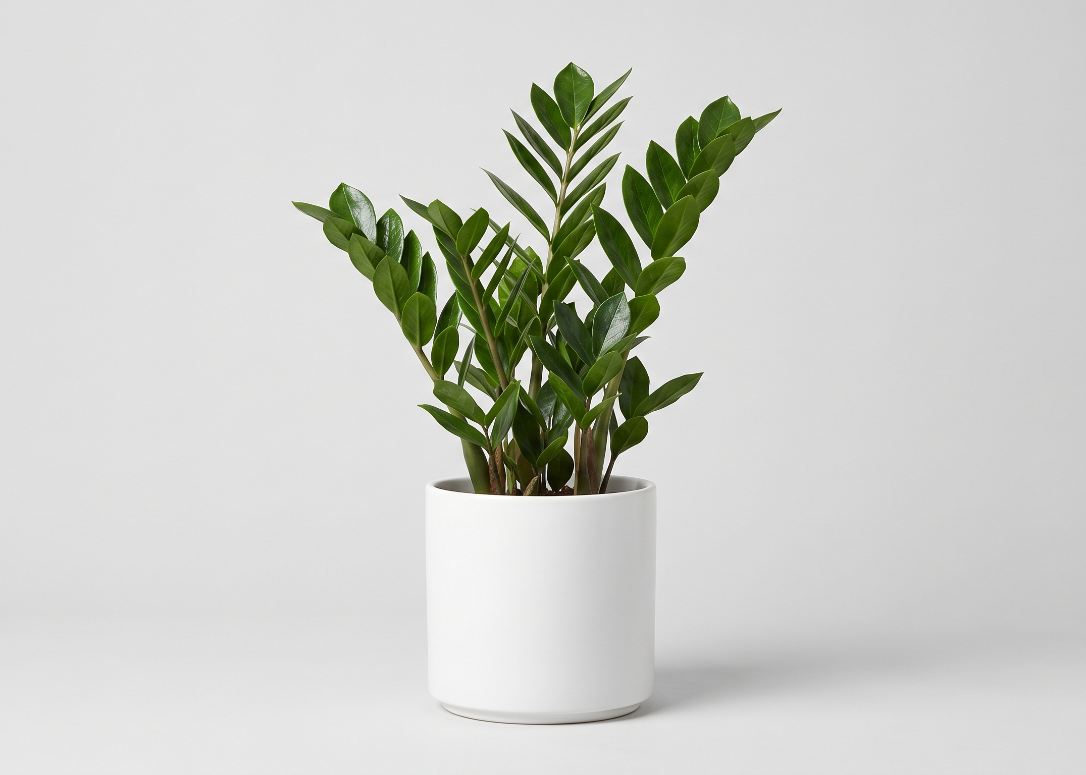 ZZ Plant - XL