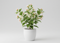 Parijat Tree, Parijatak, Night Flowering Jasmine - Plant