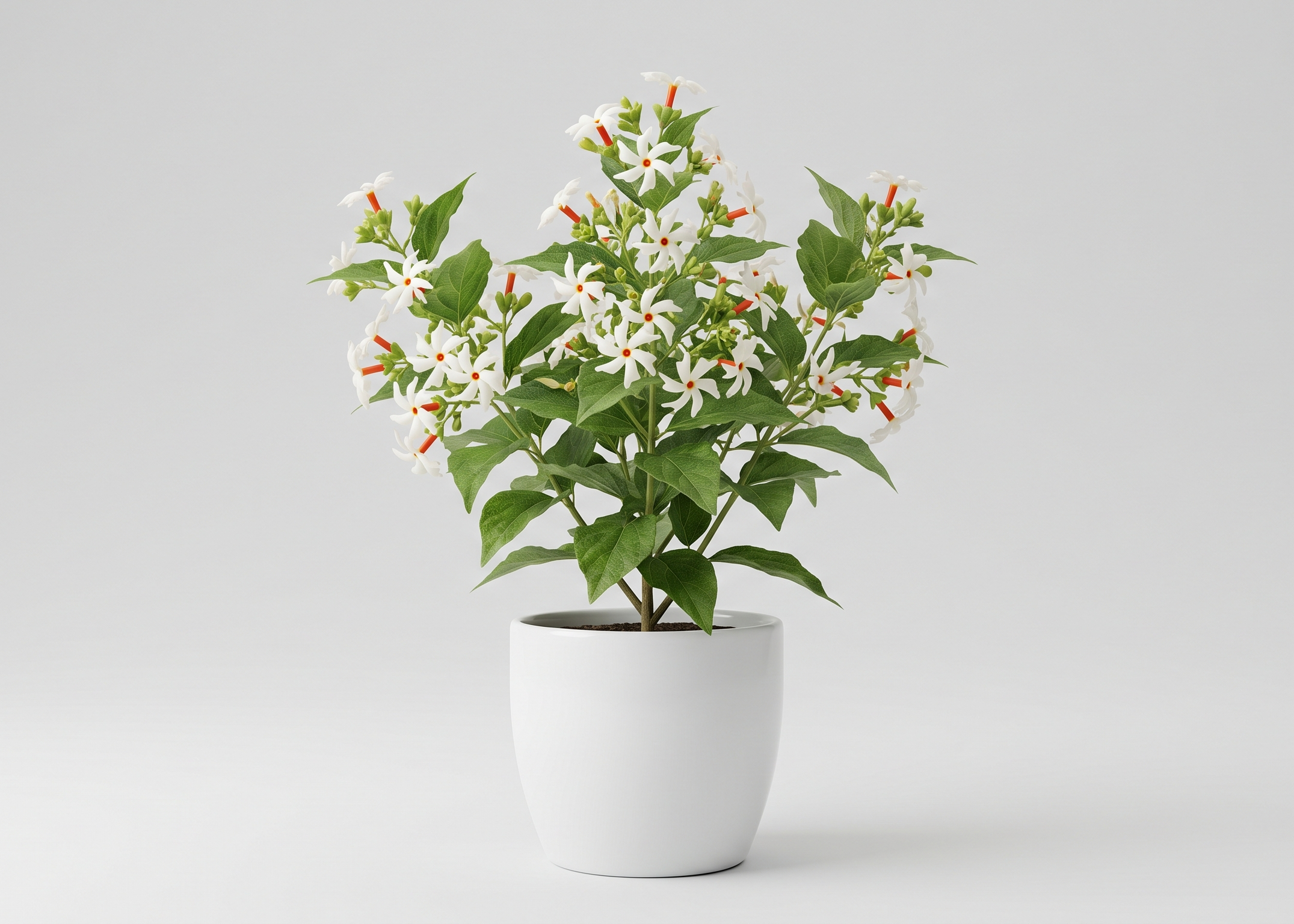 Parijat Tree, Parijatak, Night Flowering Jasmine - Plant