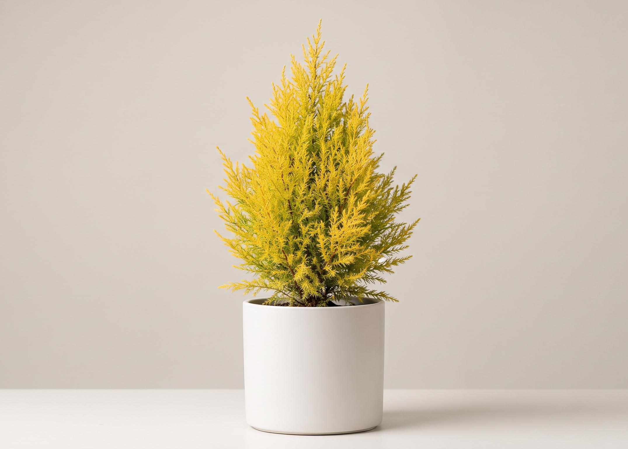Golden Cypress Plant