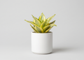 Snake Plant - Golden Hahnii