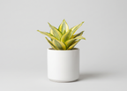 Snake Plant - Golden Hahnii